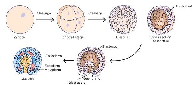 morula blastula gastrula