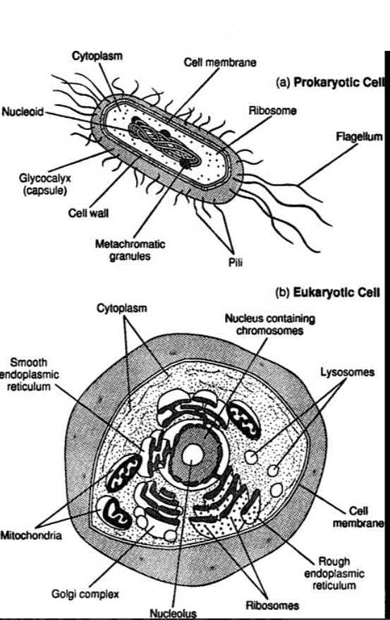 Rudiments of Eukaryotic Cell Structure