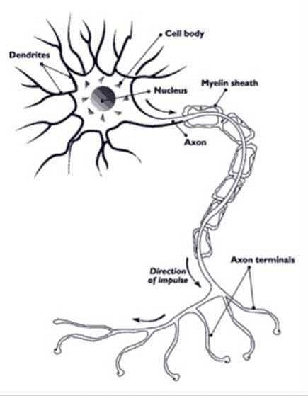 nervous tissue diagram