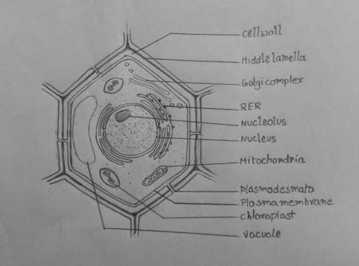 How To Draw A Cell, Step by Step, Drawing Guide, by Dawn - DragoArt