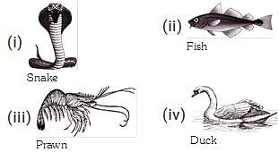 Which of the following animals breathe through gills?a)(iv) onlyb)Only (i)  and (iii)c)Only (ii) and (iii)d)Only (i), (ii) and (iii)Correct answer is  option 'C'. Can you explain this answer? | EduRev Class 5