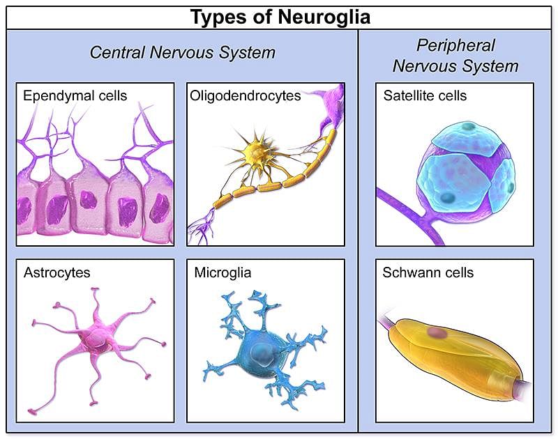 Types of glia - Queensland Brain Institute - University of Queensland