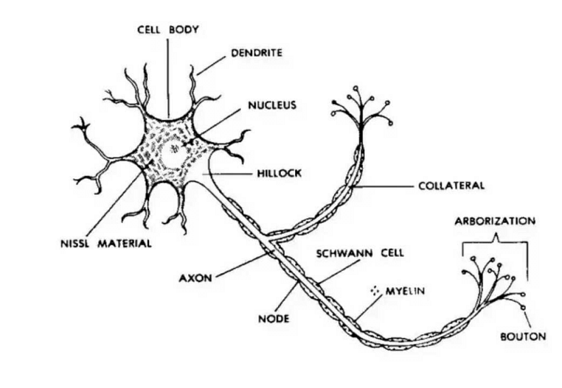 Diagram of nerve cell structure  Download Scientific Diagram