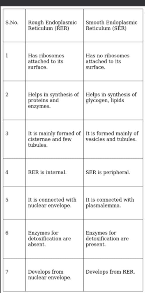 difference-between-rough-endoplasmic-reticulum-and-smooth-endoplasmic