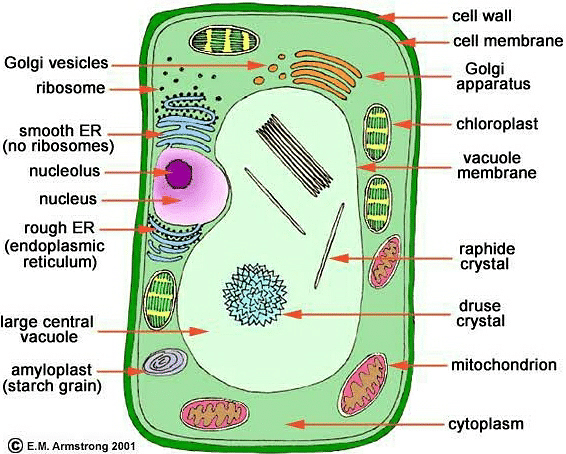 How to draw a plant cell? Class 8? | EduRev Art & Craft Question