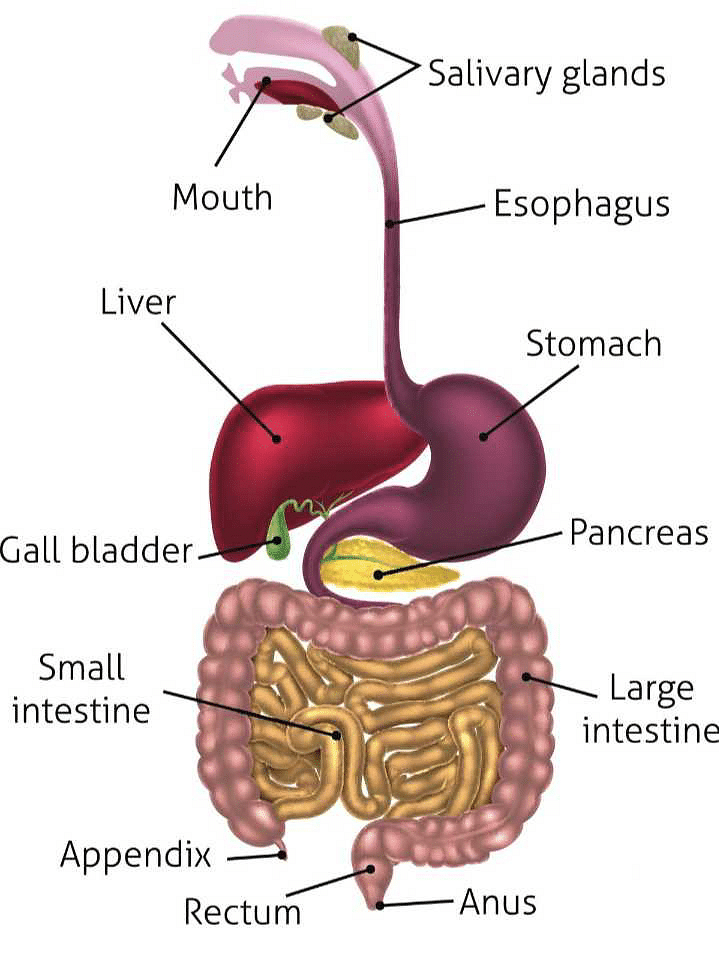 Draw a labelled diagram of the digestive system Identify the following  parts in the human body  CBSE Class 7 Science  Learn CBSE Forum