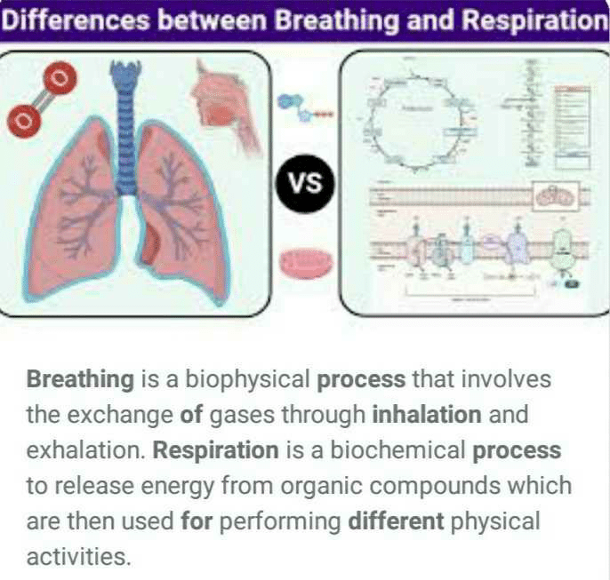 what-is-the-difference-between-respiration-and-breathing-process