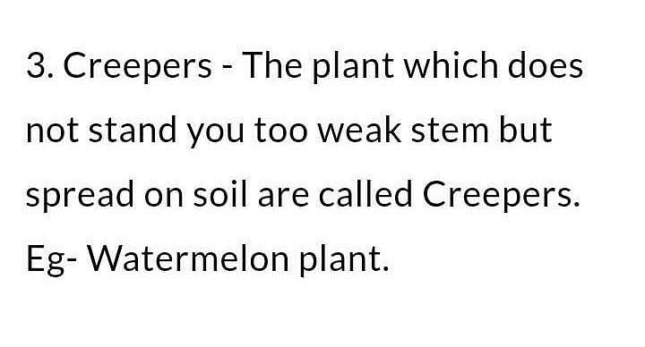 What are creepers? - EduRev Class 6 Question