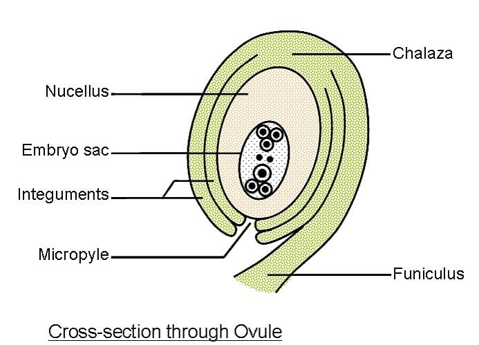 Draw the structure of an ovule and label its parts.