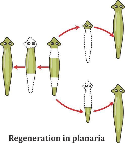 Explain the process of regeneration in Planaria. How is this process  different from reproduction?