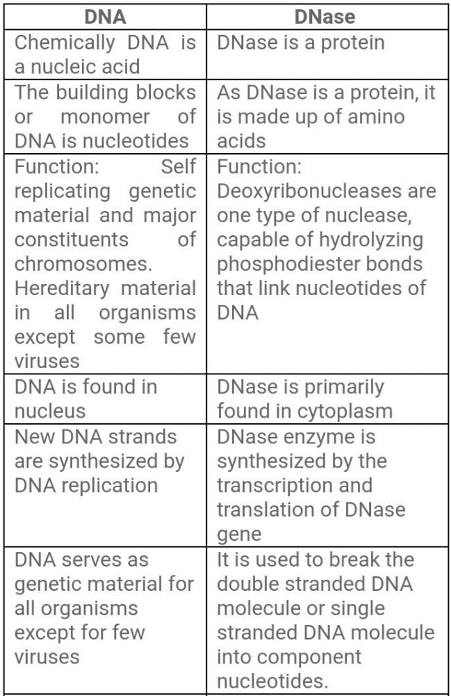 Difference between DNAs and DNase? - EduRev Class 12 Question