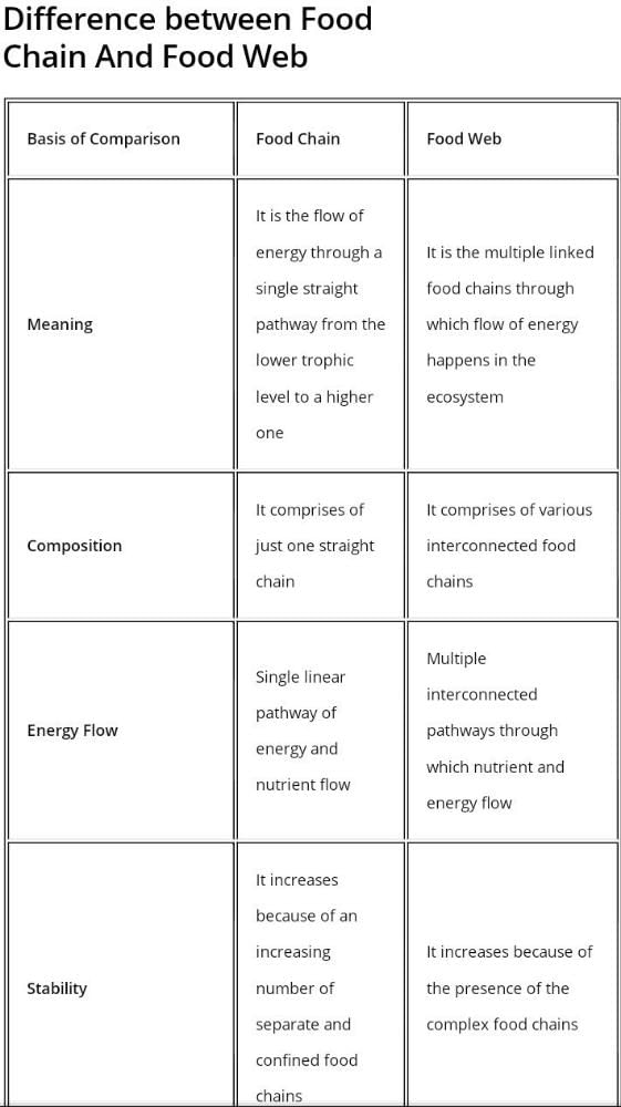 Difference Between Food Chain And Food Web Class 10th