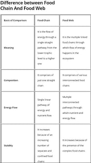 Distinguish Between Food Chain And Food Web EduRev Class 12 Question