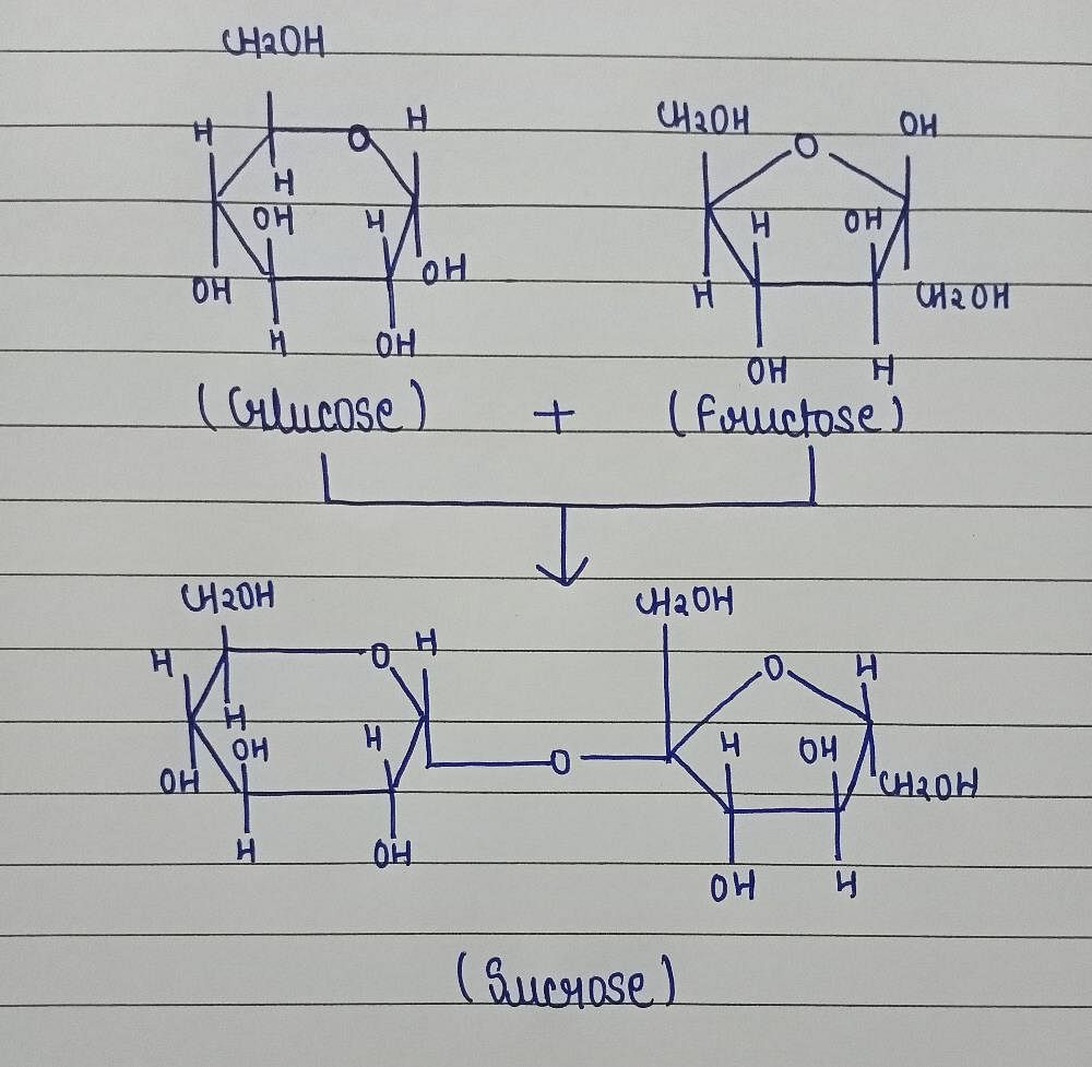 structure of glucose fructose and sucrose