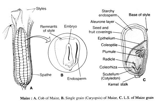 Examples Of Achene Fruits