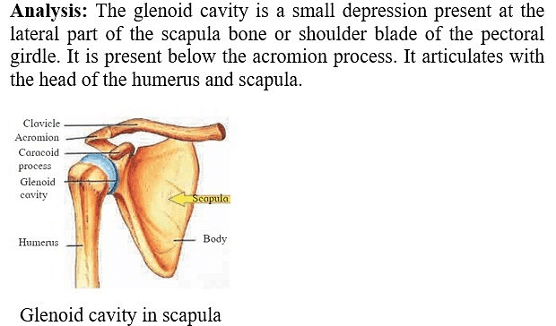 Class10th – Pelvic girdle and pectoral girdle