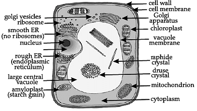 Direction: Study the diagram of a plan cell and answer the following  Questions-Q. Plant Cell have large ______ than animal )Vacuoleb)Mitochondriac)Cytoplasmd)NucleusCorrect  answer is option 'A'. Can you explain this answer? | EduRev