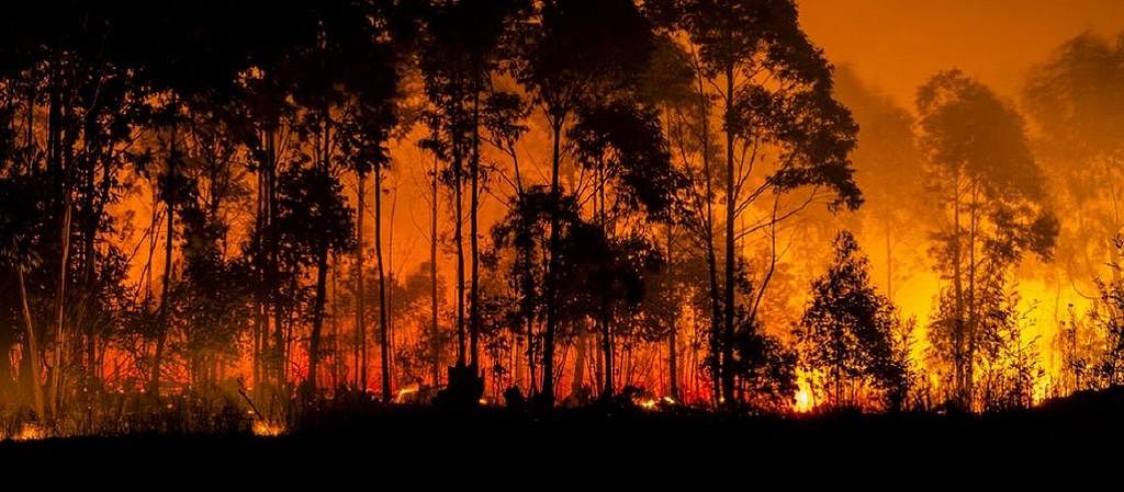 How governments can take action to limit extreme wildfires