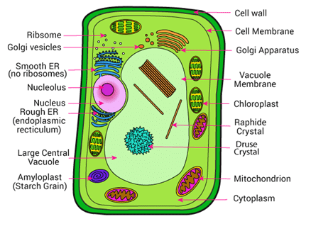 The Organelles of Cell - Class 9 PDF Download