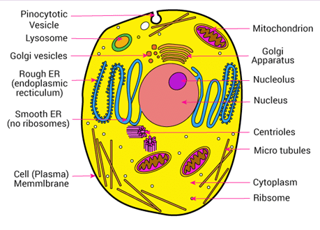 The Organelles Of Cell - Class 9 Pdf Download