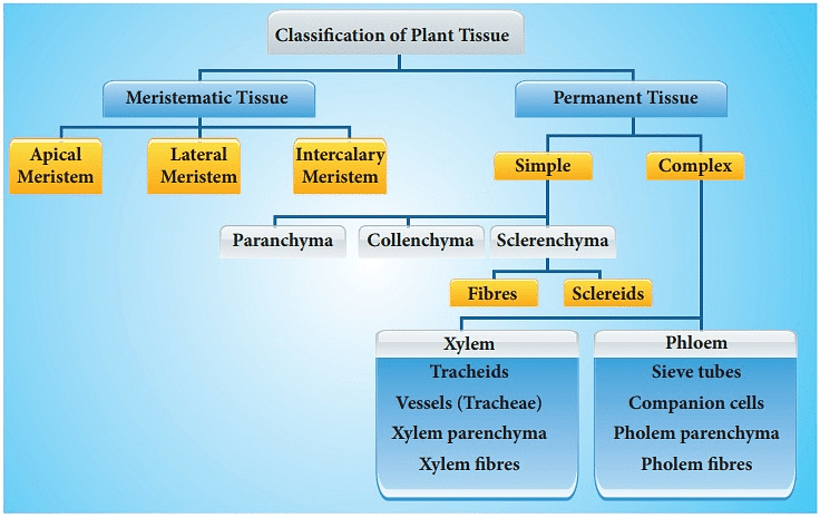 Plant Tissues - Practice Notes - Class 11