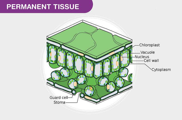 Plant Tissues - Practice Notes - Class 11