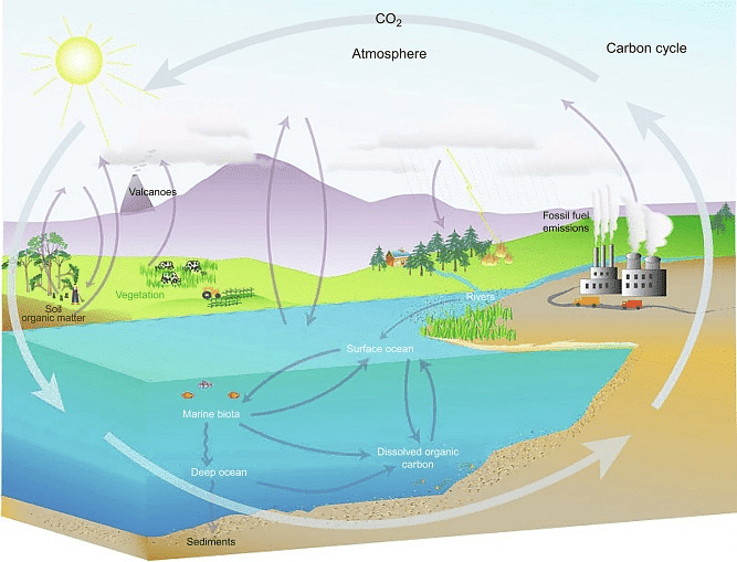 Functions of An Ecosystem - (Part - 2) - UPSC PDF Download