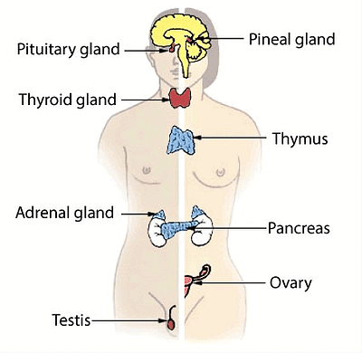 Male Endocrine Glands