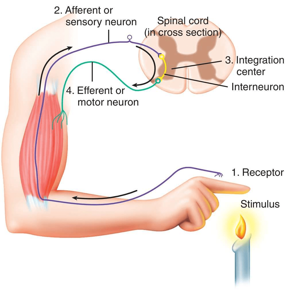 Reflex Arc
