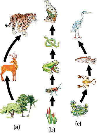 Food Chain in Nature(a) in forest, (b) in grassland and (c) in a pond
