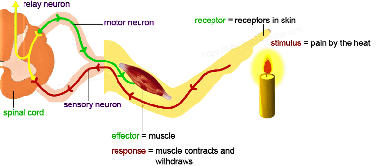 Previous Year Questions: Control & Coordination | Science Class 10
