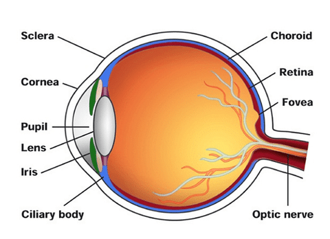 Human Eye