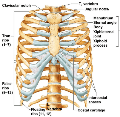 NCERT Exemplar: Locomotion and Movement - 2 - Biology Class 11 - NEET ...