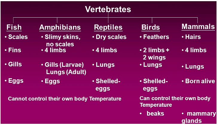 Chapter Notes: Animal Kingdom - Notes | Study Biology Class 11 - NEET Chapter Notes: Animal Kingdom - Notes | Study Biology Class 11 - NEET