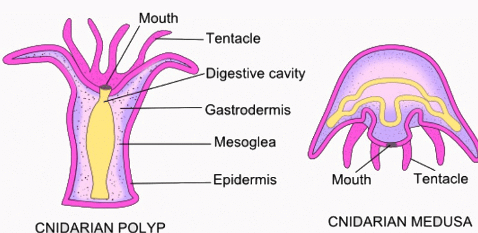 Phylum Porifera & Phylum Coelenterata | Biology Class 11 - NEET