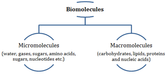 Important Notes for NEET: Biomolecules Notes | Study Biology Class 11 - NEET