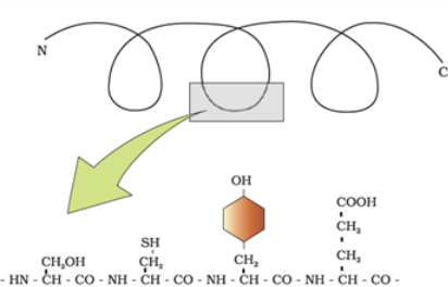 Important Notes for NEET: Biomolecules Notes | Study Biology Class 11 - NEET