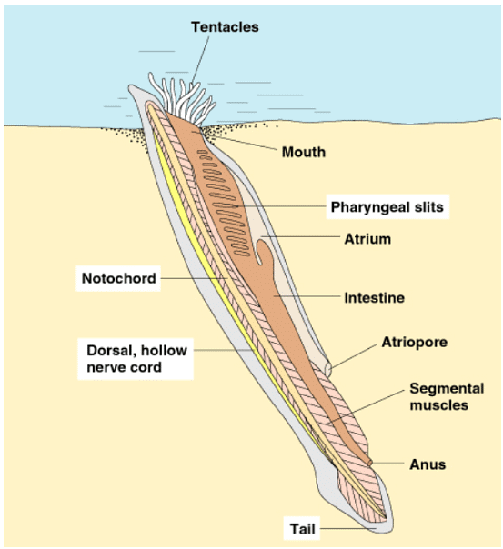 Chapter Notes: Animal Kingdom Notes | Study Biology Class 11 - NEET