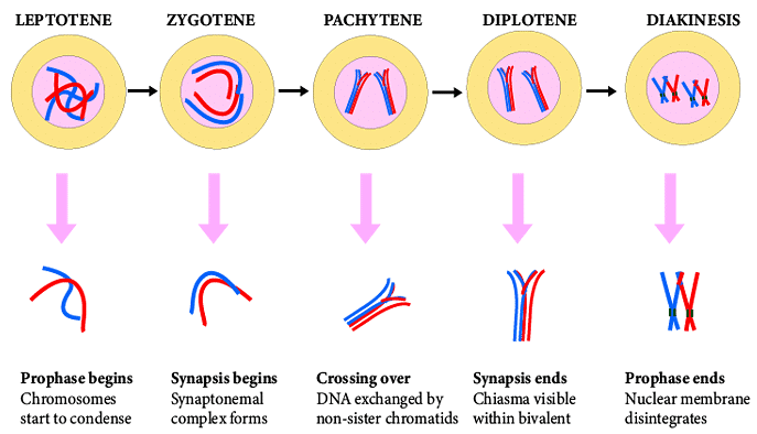 Meiosis: Types, Stages & Significance - Notes | Study Biology Class 11 ...