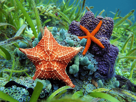 Chapter Notes: Animal Kingdom Notes | Study Biology Class 11 - NEET