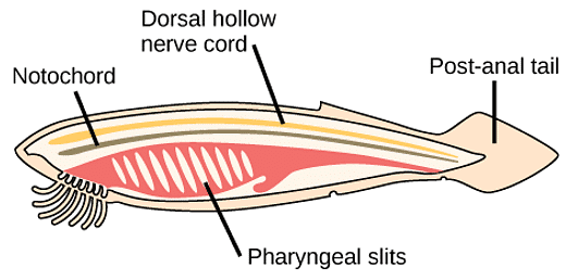 Chapter Notes: Animal Kingdom Notes | Study Biology Class 11 - NEET