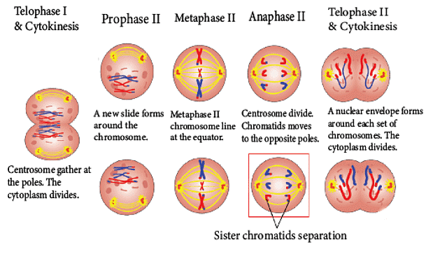 Meiosis: Types, Stages and Significance - Biology Class 11 - NEET PDF ...