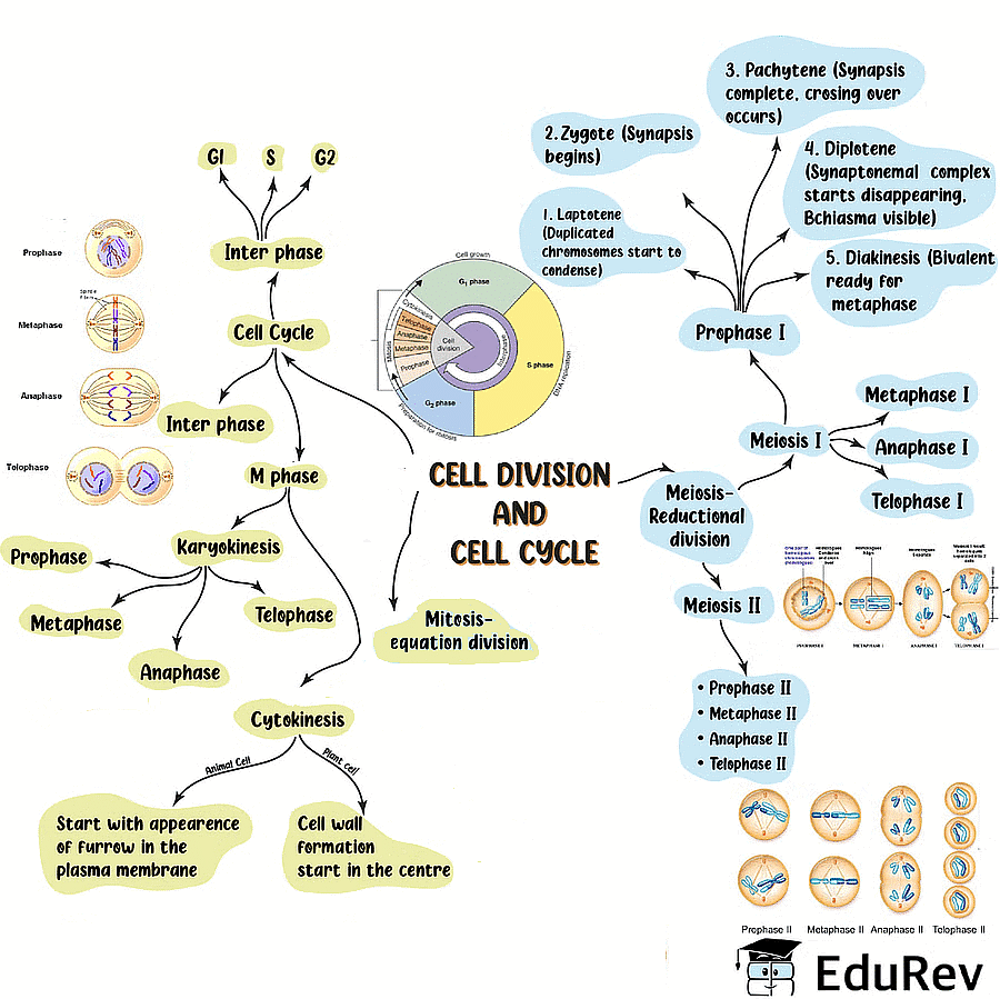 Mind Map: Cell Cycle and Cell Division - Biology Class 11 - NEET PDF ...