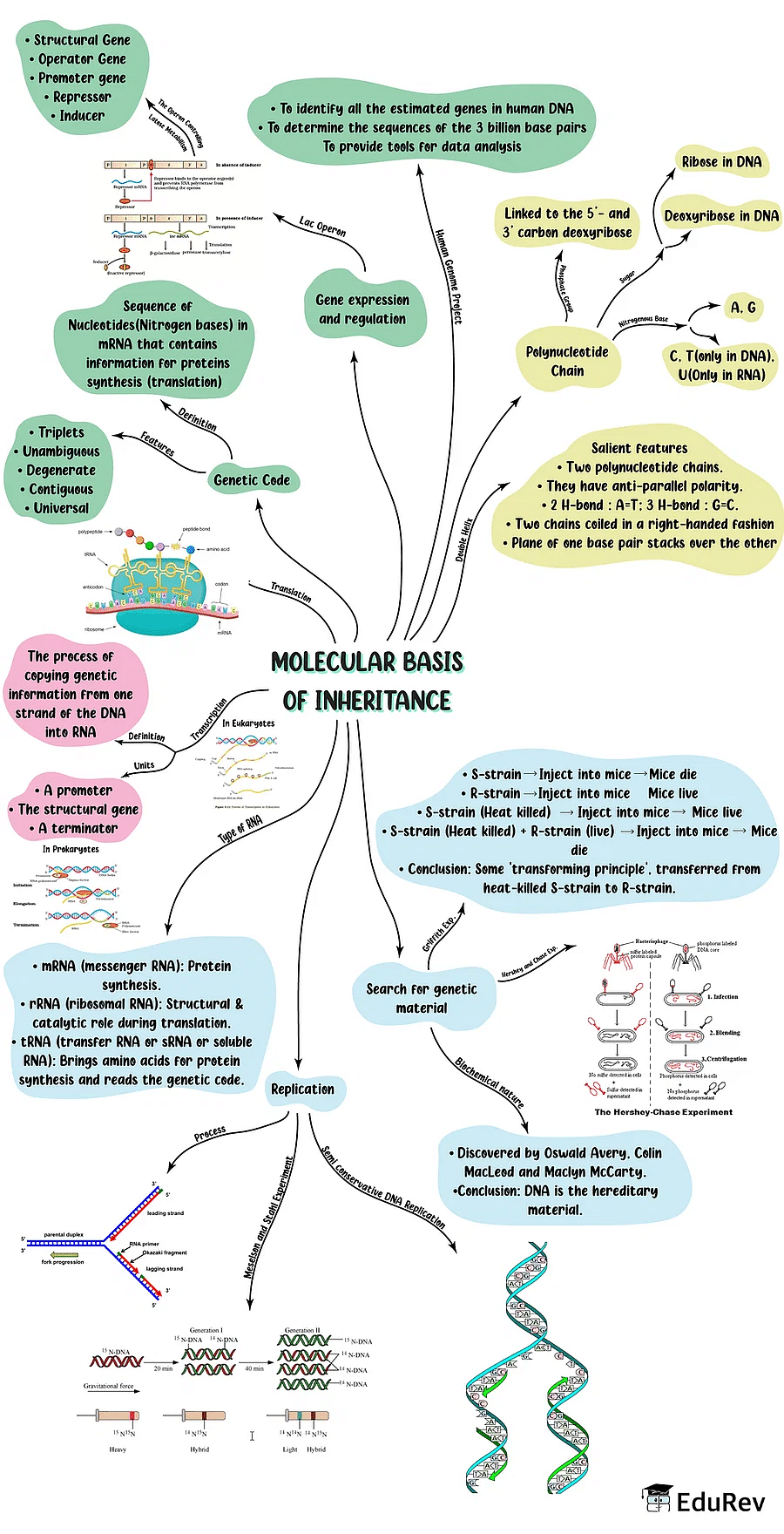 Mindmap: Molecular basis of Inheritance | Biology Class 12 - NEET