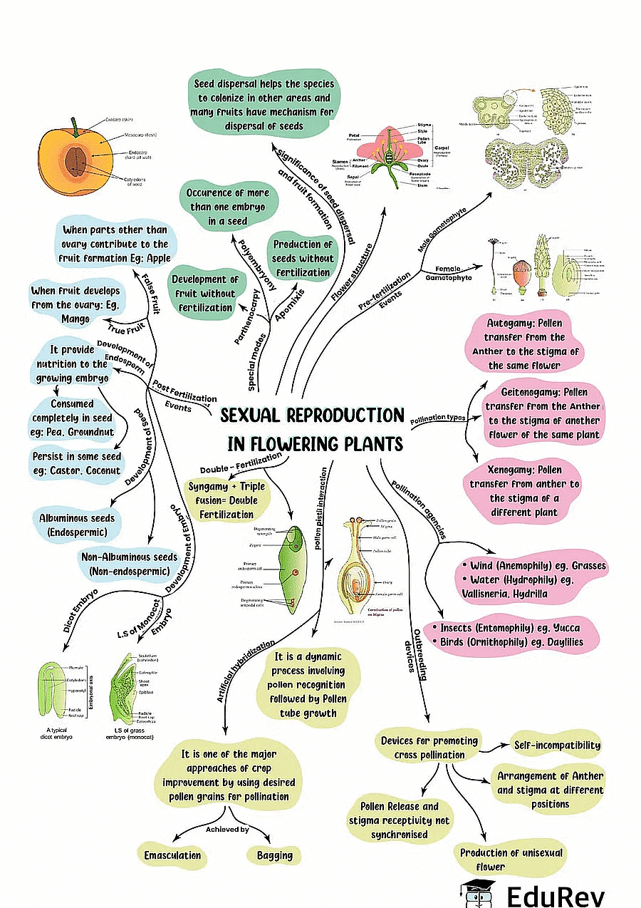 Mindmap: Sexual Reproduction in Flowering Plants - Biology Class 12 ...