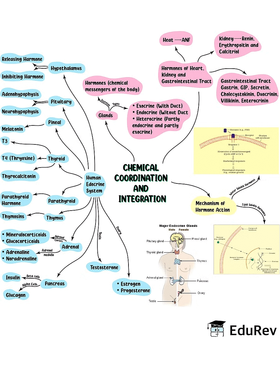 Mind Map: Chemical Coordination and Integration - Biology Class 11 ...