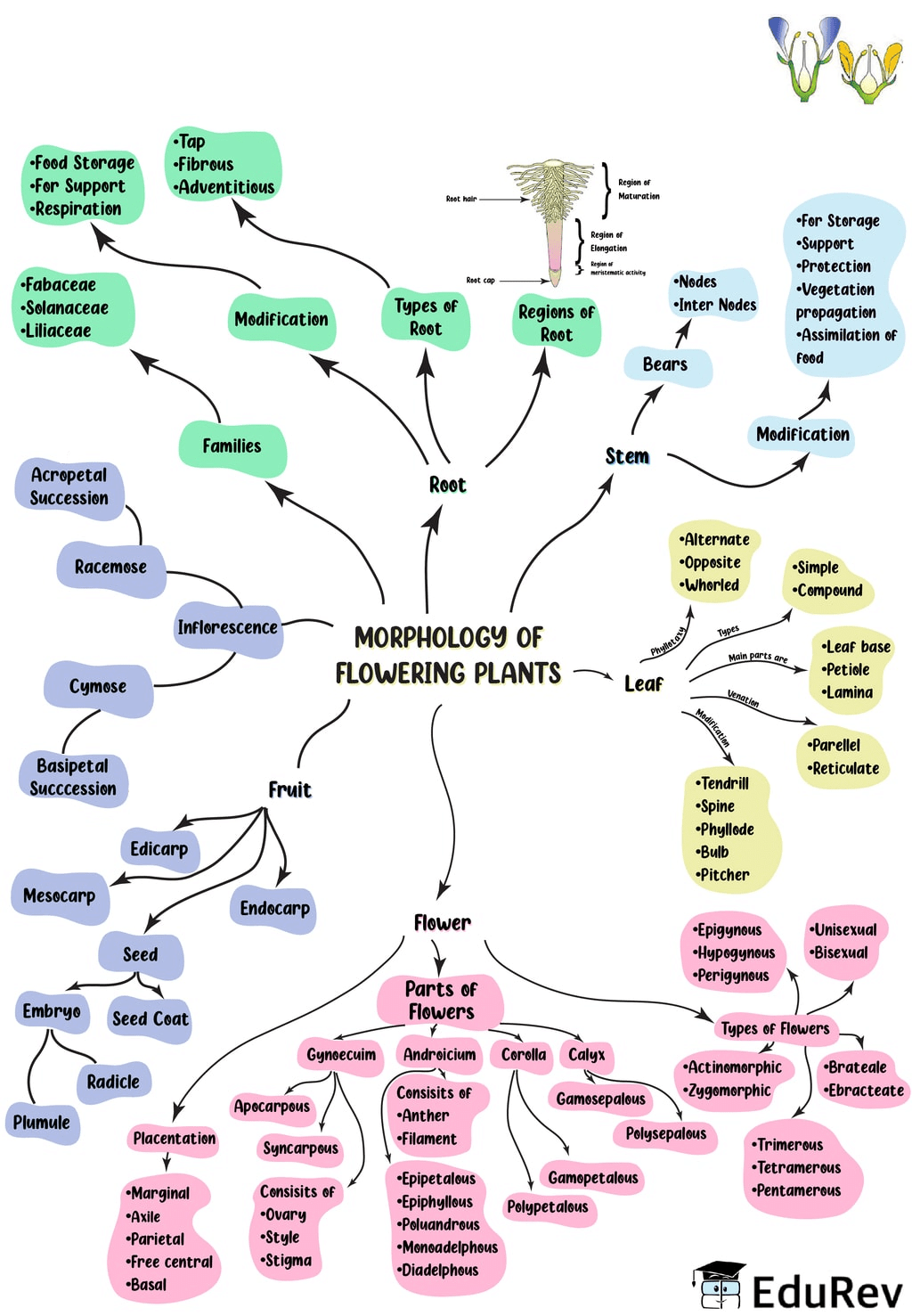 Class 11 Biology Chapter 4 Short Notes Pdf