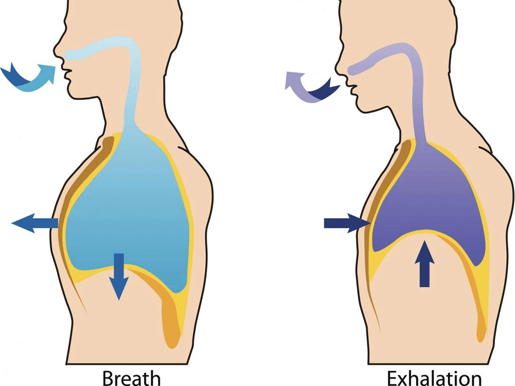 Mechanism of Breathing Notes | Study Biology Class 11 - NEET