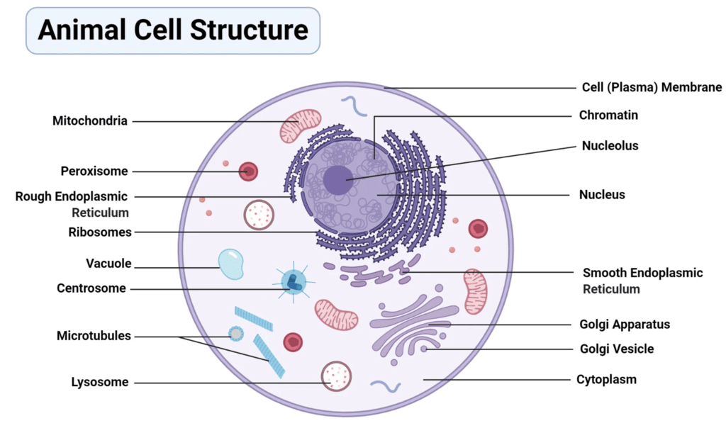 Cell: Structure and Functions Class 8 Notes Science Free PDF