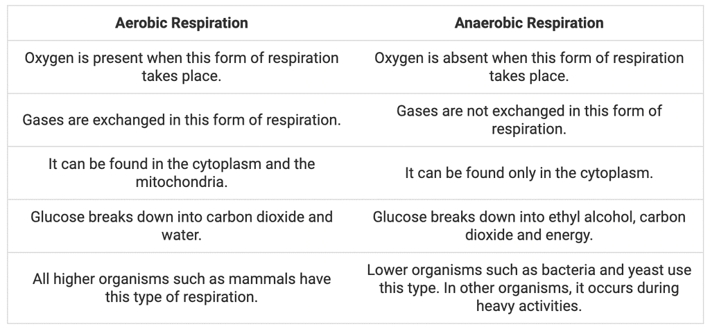 Difference between Aerobic and Anaerobic Respiration 